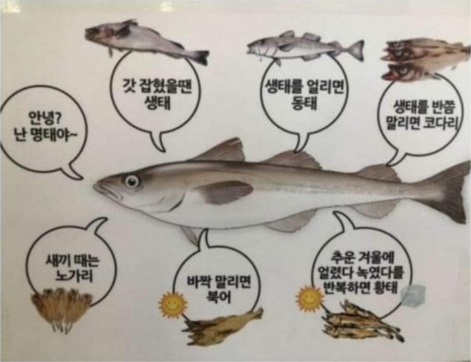 명태의다른이름.jpg