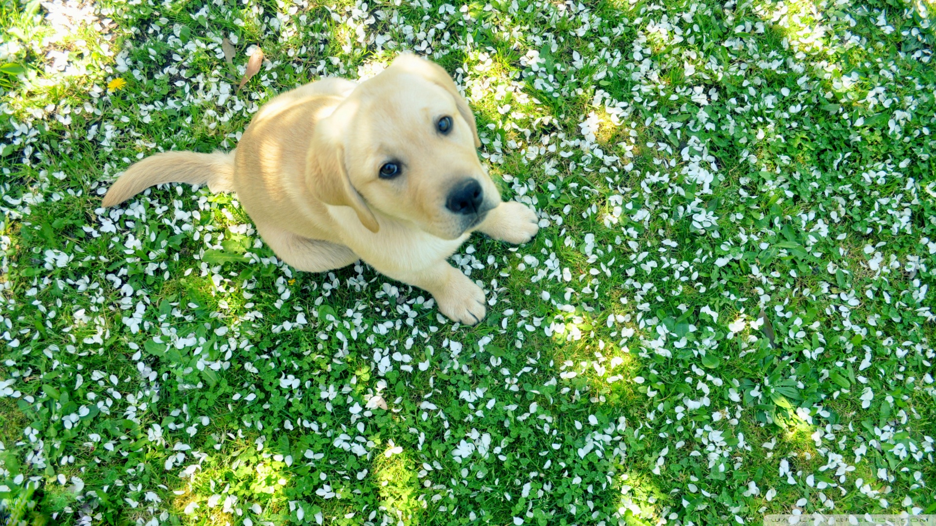 dog_and_spring-wallpaper-1920x1080.jpg