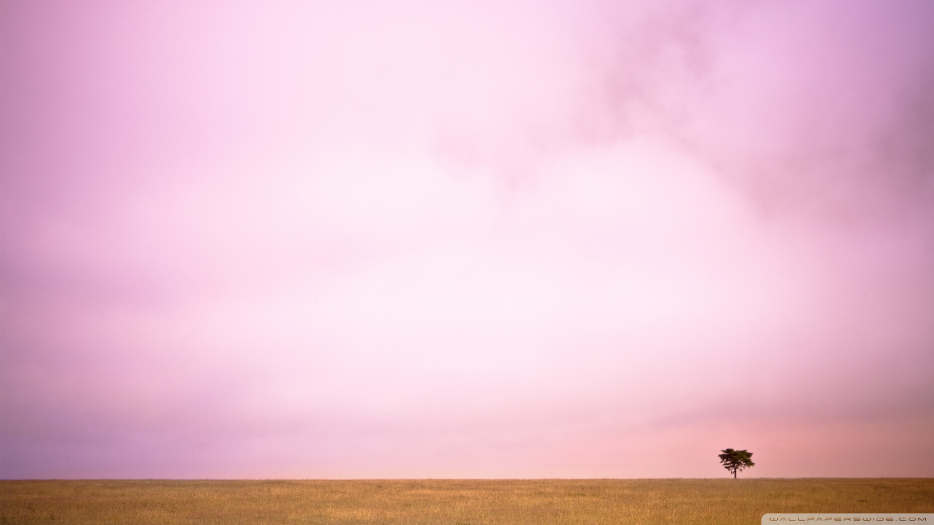 pink_sky_and_lone_tree-wallpaper-1920x1080.jpg