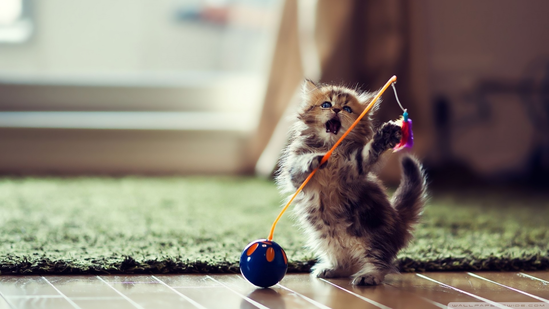 lovely_playful_kitten-wallpaper-1920x1080.jpg