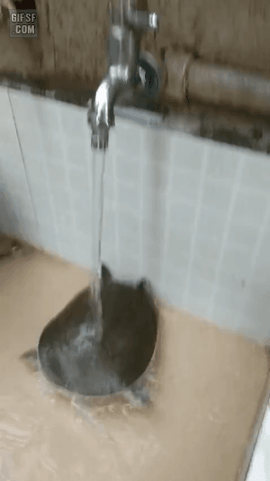 물먹는자라.gif
